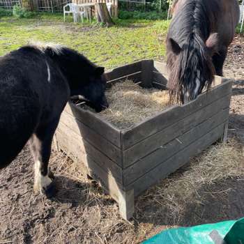Vorschau von Dr. Theda Cordes Praktische Tierärztin