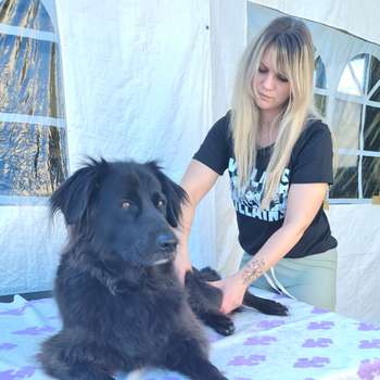 Vorschau von Hunde- Gesundheits- Coach Paula Besser- Pfotenpause