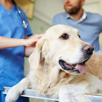 Vorschau von Tierärzte IVC Evidensia Tierarztpraxis Büttner