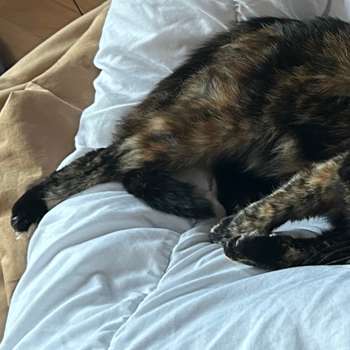 Vorschau von Dr.med.vet. Antonia Klaus - Tierarztpraxis hundkatzeklaus