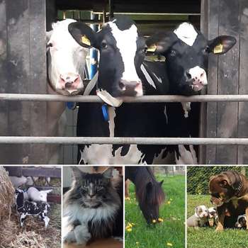 Vorschau von Irmgard Erdweg Tierärztin