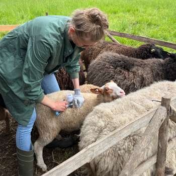 Vorschau von Tierärztin I. Haferkorn