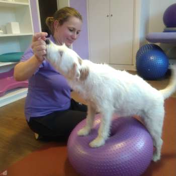 Vorschau von Hundephysiotherapie Jenny Keller