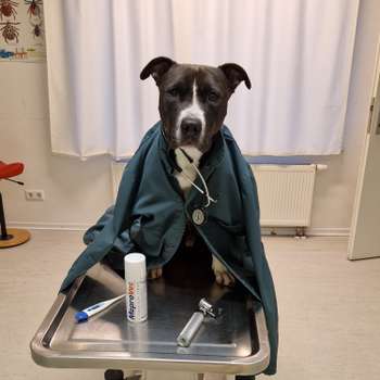 Vorschau von Tierärzte am Wasserlauf