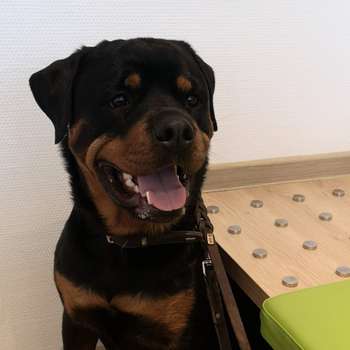 Vorschau von Dr. med. vet. Kai Boye