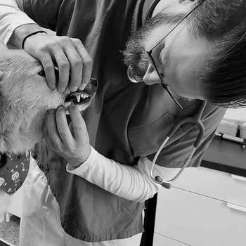 Vorschau von Tierarztpraxis Schönbacher