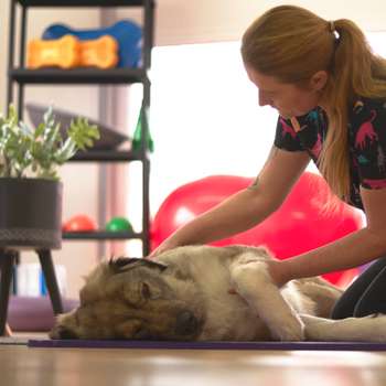 Vorschau von Hundephysiotherapie Nadine Amsberg