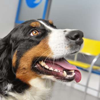Preview of Tierärztliche Gemeinschaftspraxis Dr. Wetzel u. Dr. Kohler Tierärzte