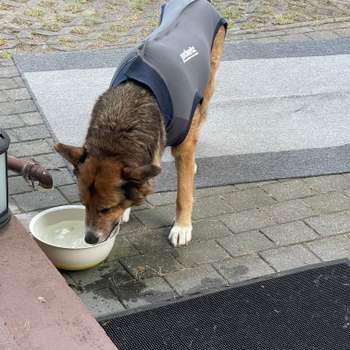 Vorschau von Kirsten Garling Tierärztin