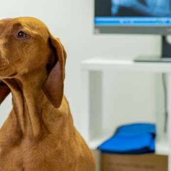 Vorschau von Fachzentrum für Kleintiermedizin Langenhagen, Tierarzt Dr. Bogenhagen & Stegen, DECVS
