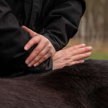 Vorschau von Tierarztpraxis für Chiropraktik & Rehabilitation