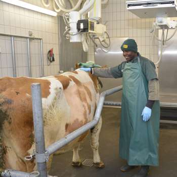 Vorschau von Klinik für Wiederkäuer, LMU München