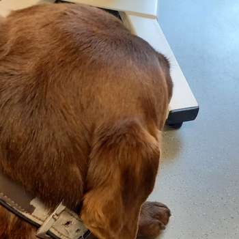 Vorschau von Tierärztliche Gemeinschaftspraxis Dr. Kreher & Dr. Stamnitz