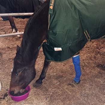 Vorschau von Equine Health Care Dres. Gerlach & Banse