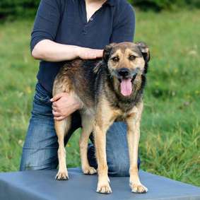 Vorschau von Tierärztliche Praxis für Chiropraktik - Dr. med. vet. Johanna Nesemann