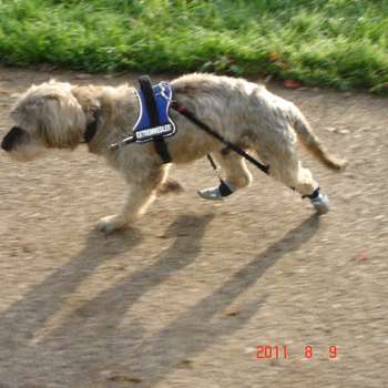 Vorschau von Hundephysiotherapie