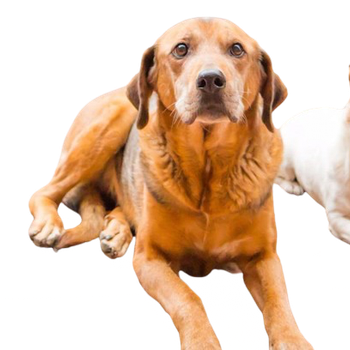 Vorschau von Kleintierpraxis Anas Alshehna
