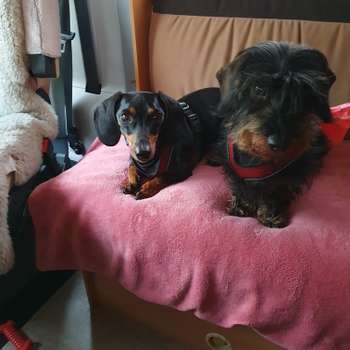 Vorschau von Christian Kolberg Tierarzt