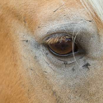 Preview of Ganzheitliche Tierheilkunde - Homöopathie für Tiere