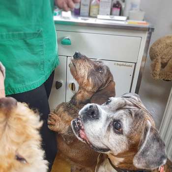 Vorschau von Tierarztpraxis Wannsee, Dr. Caroline Bäcker - Ein Haus für Tiere - Nikolassee, Steglitz-Zehlendorf