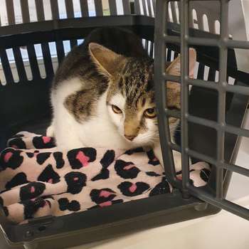 Vorschau von Karin Schuhmann Tierarzt