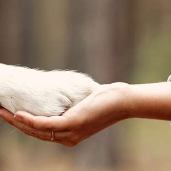 Vorschau von Tierarzt Vallendar, Tierärztliche Gemeinschaftspraxis Emmerich & Häberlein