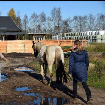 Vorschau von Tierphysiotherapie & Chiropraktik Tanja Kleist