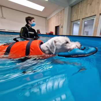 Preview of Gangwerk Praxis für Hundephysiotherapie