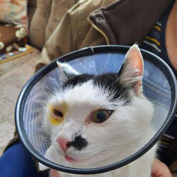 Vorschau von Dr.med.vet. Anita Trützschler Tierärztin
