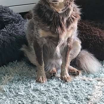 Vorschau von Pampa Mobiler Tierarzt Potsdam