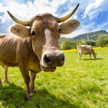 Vorschau von Dr.med.vet. Kerstin Freitag prakt. Tierarzt
