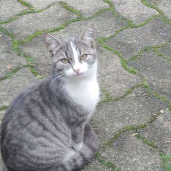Vorschau von Dr.med.vet. Wolfgang Bittner Tierarzt