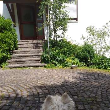 Vorschau von Dr.med.vet. Laura Starker Tierärztin