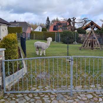 Vorschau von Dagmar Thüring Tierärztin