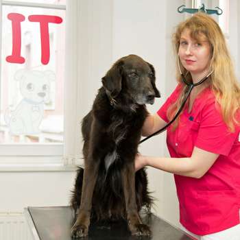 Preview of Tierarztpraxis Mag. med. vet. Theresa Schmid