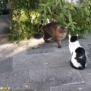 Vorschau von Dr.med.vet. Arnim Stooss Tierarzt
