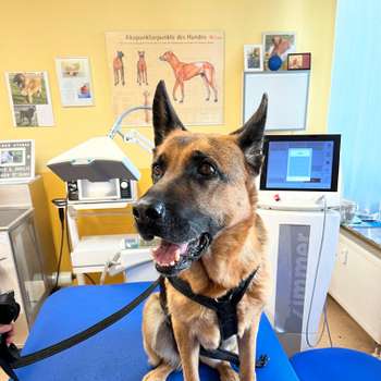Vorschau von Atanas Bakardjiev Hunde - Physiotherapie