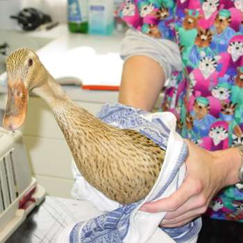 Vorschau von Tierarzt Wolflehner