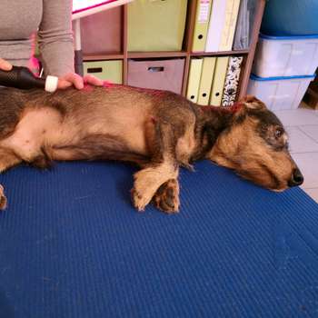 Preview of Astrid Kramzar Tierphysiotherapie Ingolstadt - Praxis für Hundephysiotherapie