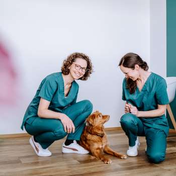 Preview of Kleintierpraxis Peißenberg - Dres. Schauer & Bruns