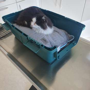 Vorschau von Tierarzt Huber