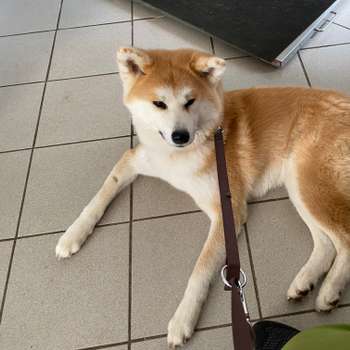Vorschau von Tierarztpraxis Dr. Wendt (Kirschenwäldchen)