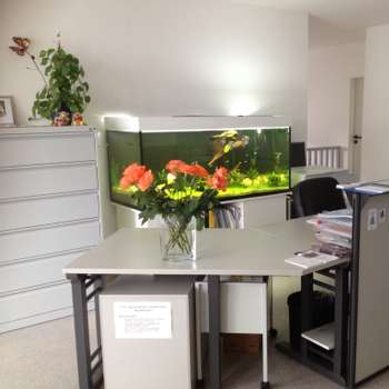 Vorschau von Tierarzt Mara Tipuric,Dr.vet.med