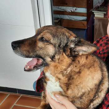 Vorschau von Tierarzt Krüger