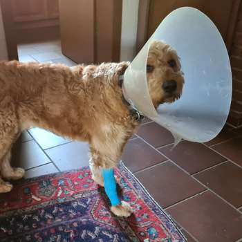 Vorschau von TiHo-Klinik für Heimtiere