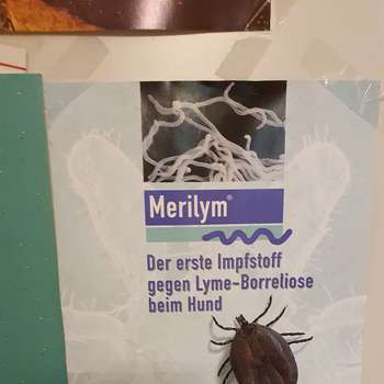 Vorschau von Dr. med. vet. Hanna Jakob Tierärztin