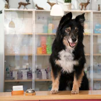 Vorschau von Tiergesundheit Volkach