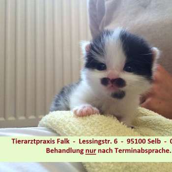 Vorschau von Tierärztliche Gemeinschaftspraxis Falk, Dr. Broschk & Dr. Stefan