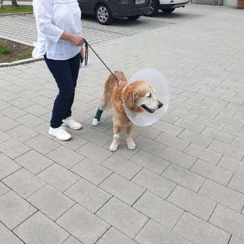 Vorschau von Tierärztliche Klinik Kurzeichet
