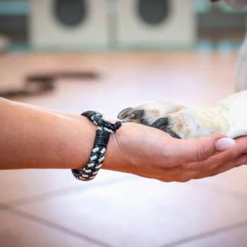 Vorschau von Tierarzt Nidderau, Tierarztpraxis an den Nidderwiesen